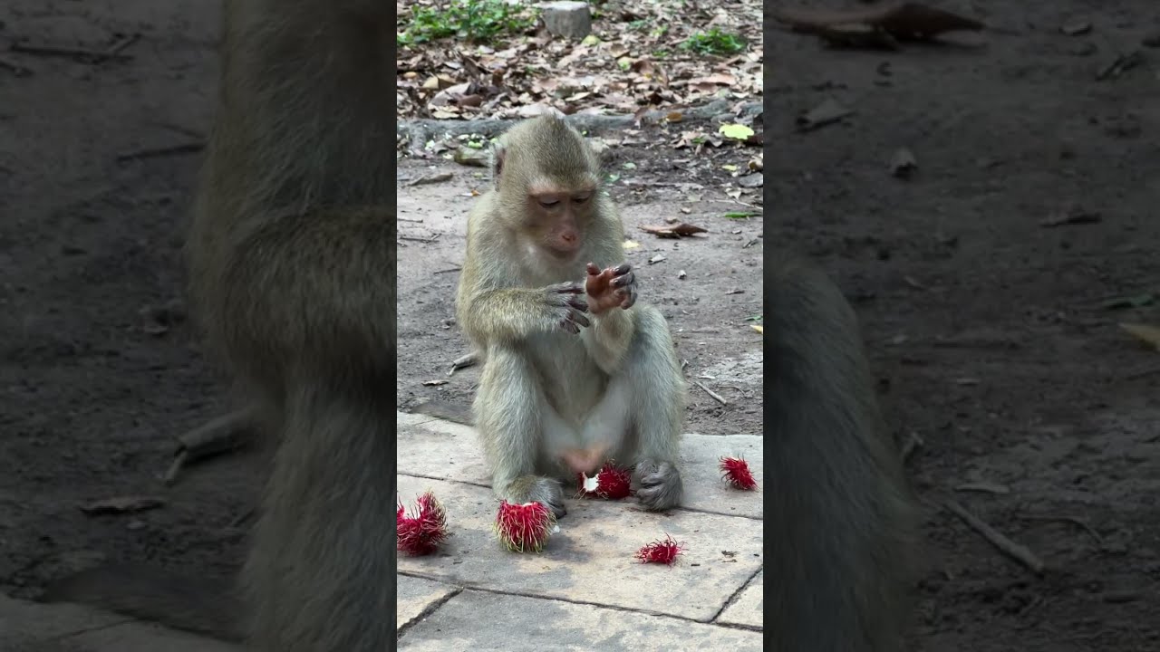 Close Encounters With Wild Monkeys Unforgettable Moments Amazing Behavior 