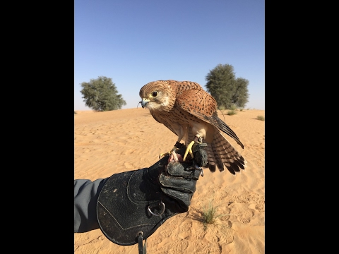 Unseen Trails Dubai – Royal Shaheen falconers at Dubai desert