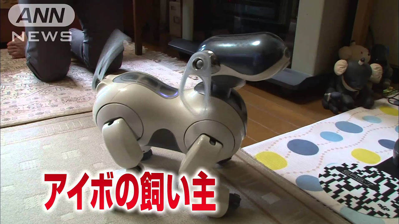 永遠の命のはずが・・・“ロボット犬の病院”閉鎖(14/8/16) - YouTube