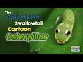 Is This Caterpillar For Real? The Spicebush Swallowtail Caterpillar 🐛