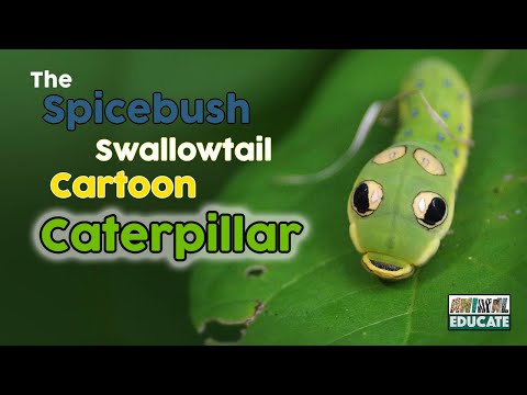 Video: Wat eet een spicebush zwaluwstaartrups?