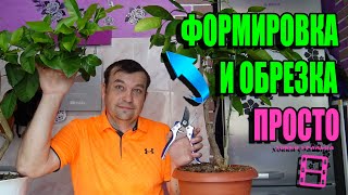 ФОРМИРОВКА И ОБРЕЗКА ЦИТРУСОВЫХ И КОМНАТНОЙ ЭКЗОТИКИ. ЦИТРУСОВЫЕ. ЭКЗОТИКА НА ПОДОКОННИКЕ 21-4