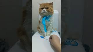 billu रानी की job lag गयी 🙀 #shortsfeed #catlover #petlover #billi #trending #viral #comedy #jokes