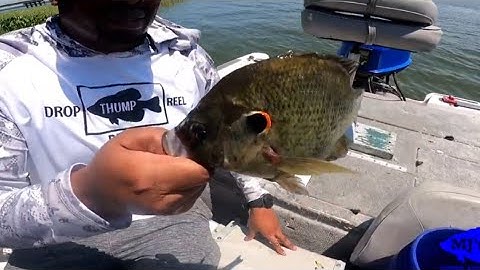 Epic Shellcracker, Bluegill fishing with live bait
