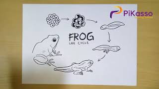 How to Draw Frog Life Cycle Stages