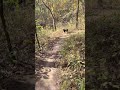 🐾 Boris the Animal Leads the Way Through the Wilderness 🌲🔥 #Shorts