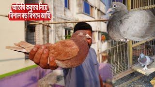 কবুতরকে ট্রাপিং চেনানোর সহজ উপায় 