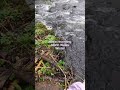 Audio record river north wales