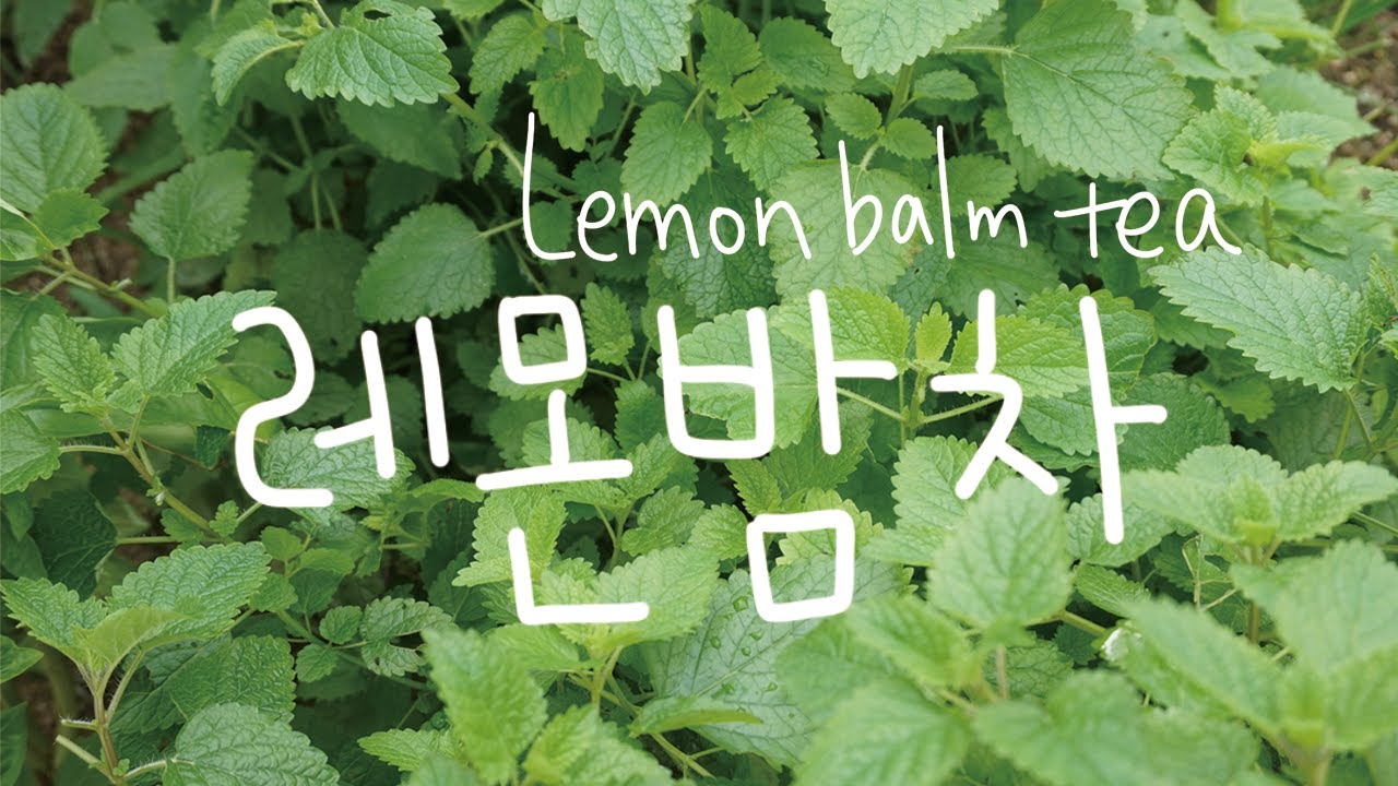 스트레스 완화에 좋은 허브티! 레몬밤 수확해서 레몬밤차 만들기(lemon balm tea)