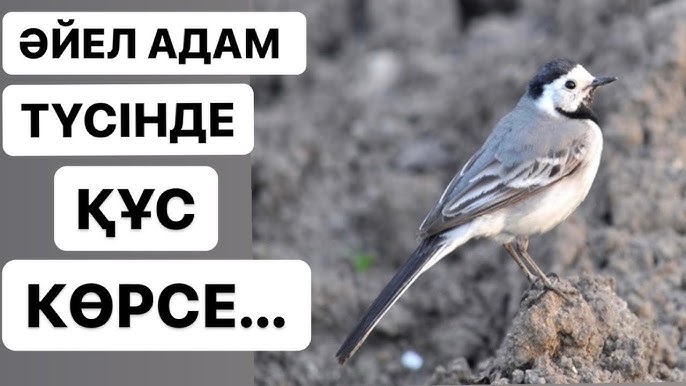 Мен түс көрдім, ол жерде әйел менің мүшемді сорып жатыр.