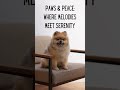 Discover the ultimate relaxation playlist. Subscribe now for paw-some vibes! 🐶✨