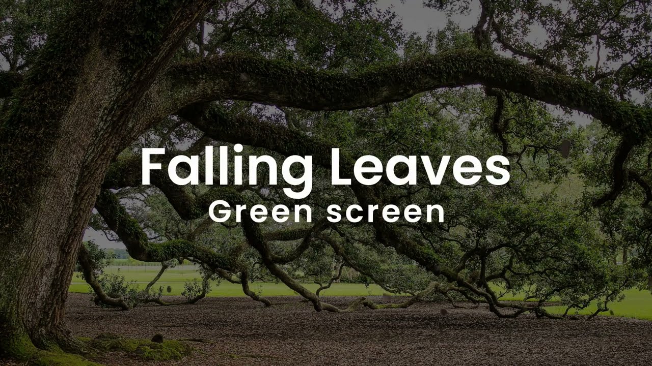 Falling Leaves Green screen