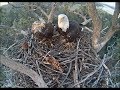 Big bear eagle cam  shadow  mrs bb spend the night together both vocalize 72518