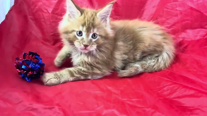 Video 11380891: red maine coon male, mainecoonkitten