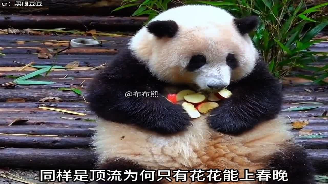 为何只有花花能上春晚其他大熊猫却因为各种原因不过审 - YouTube