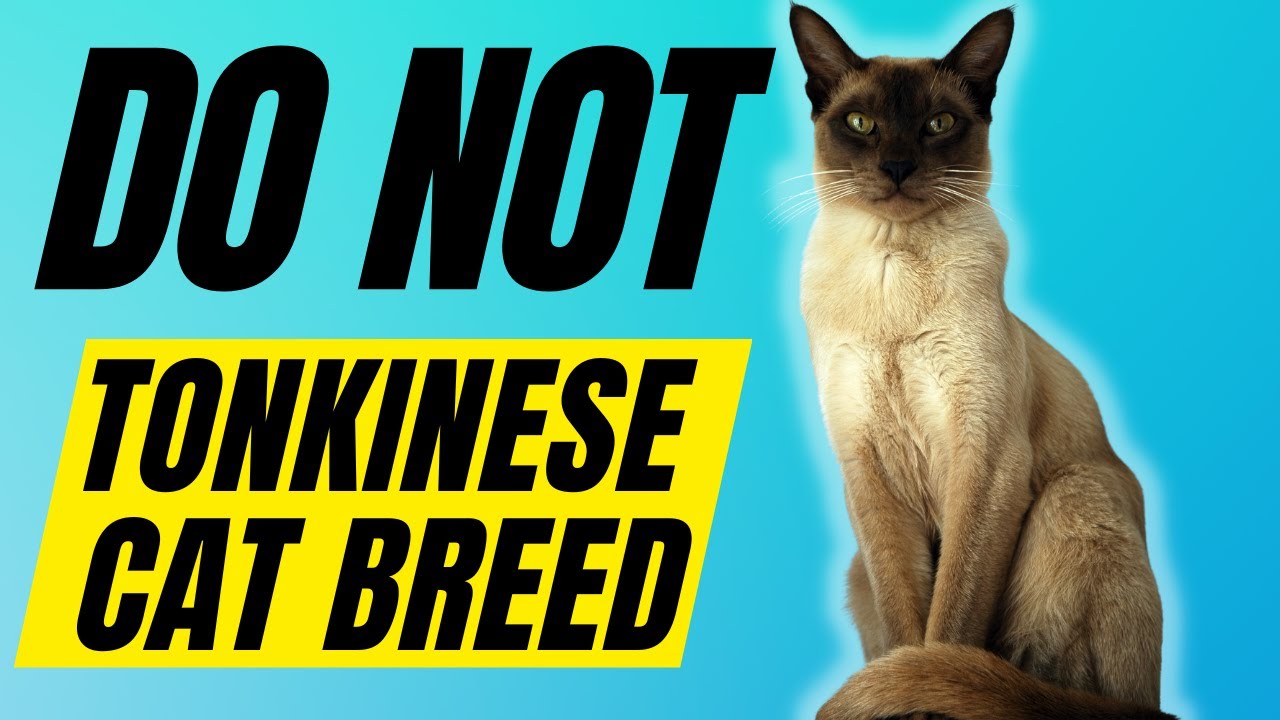 tonkinese