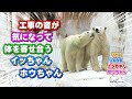 【未公開映像】先日はホウちゃんに親離れを促していたイッちゃん。でも今日は工事の音からホウちゃんを守る姿を見せてくれたのでした。イッちゃんのことを大好きになる光景です……😌❤️🐻‍❄️