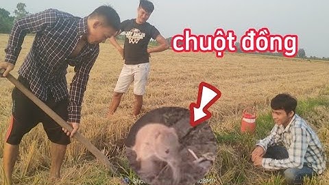 Đào bắt chuột đồng mùa gặt lúa #cônghímiềntây #chuột đông