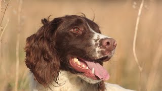 Young Springer Spaniel Heel Work