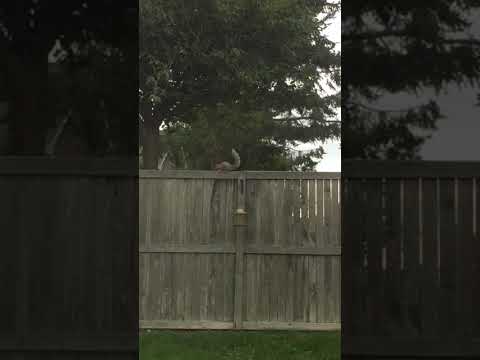 Here's a video I took of a squirrel :)