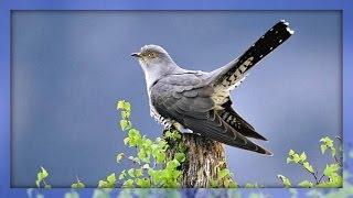 Video thumbnail of "❀ Cuckoo Bird"