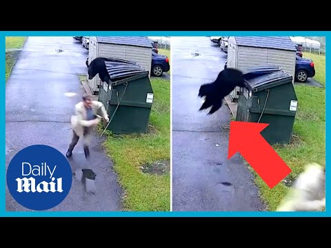 Headteacher comes face-to-face with black bear jumping out of dumpster of virginia elementary school