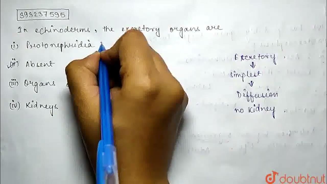 In echinoderms, the excretory organs are CLASS 11 ANIMAL KINGDOM