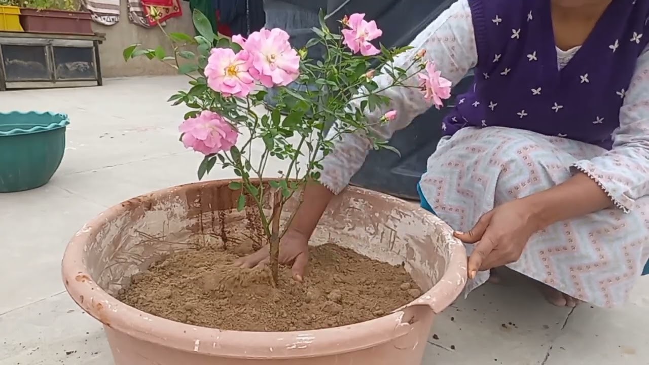 Ye Gulab ka plant dega ek sath bahut sare phool🌸 | Kashmiri Rose Plant #kashmirigulab #gardening