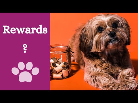 Βίντεο: Εκπαίδευση υψηλής αξίας για σκύλους