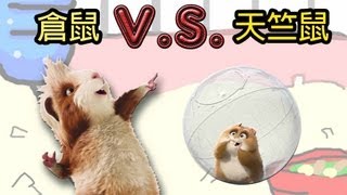 Crasyfaith生活記- 倉鼠VS天竺鼠