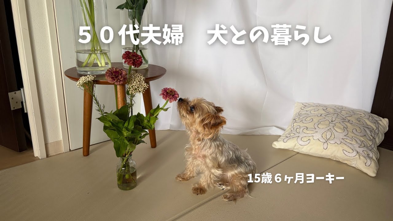 ヒノエとつくねのママです。　ヨーキーちゃん Yorkie] Together again today. A casual day with my 15-year-old