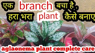 एक branch भी इस तरह लगा दे पौधा बन जायेगा| aglaonema plant care in Feb |aglaonema plant propagation