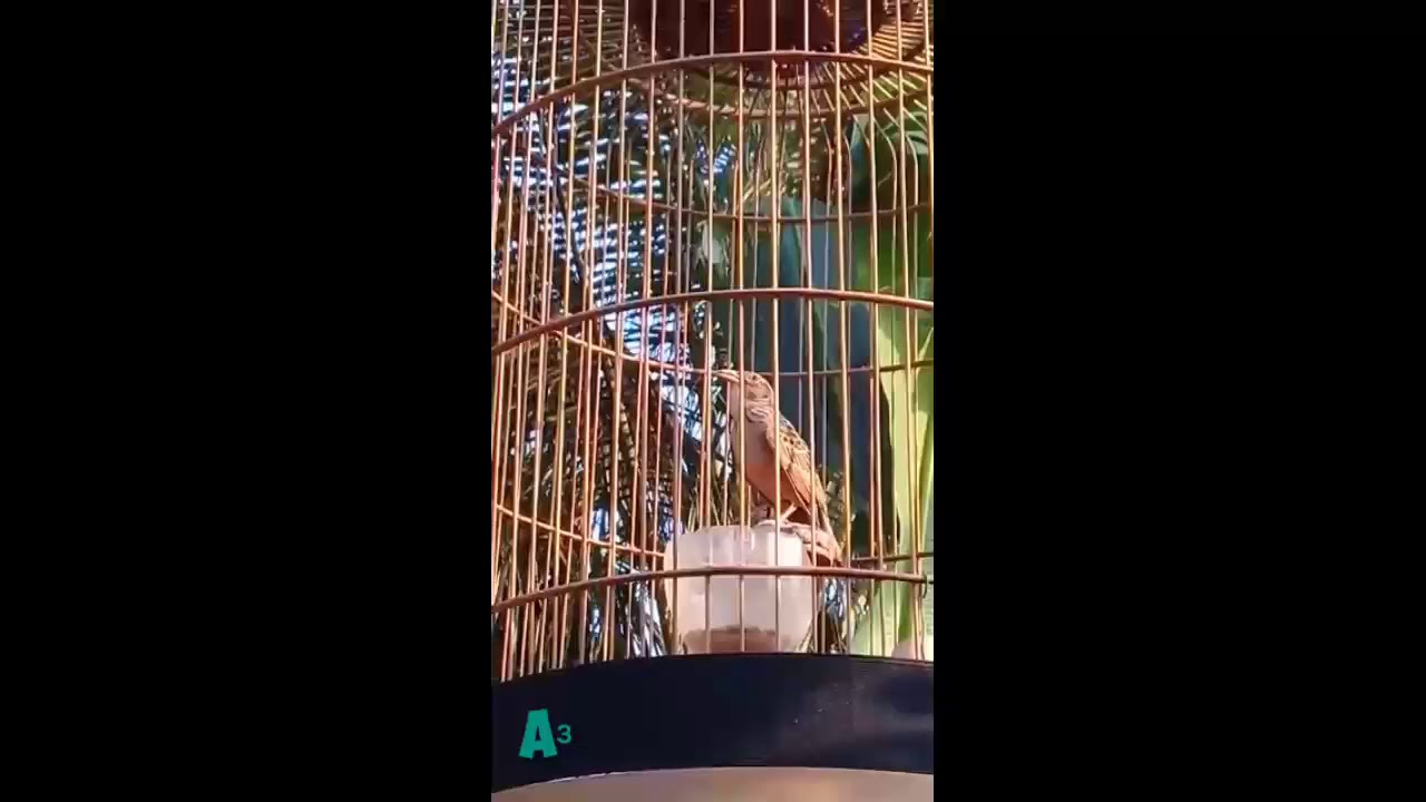 Branjangan Betina Memanggil Jantan Dengan Suara Merdu Agar Gacor