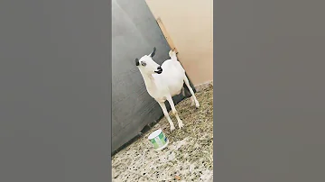 صوت ماعز 