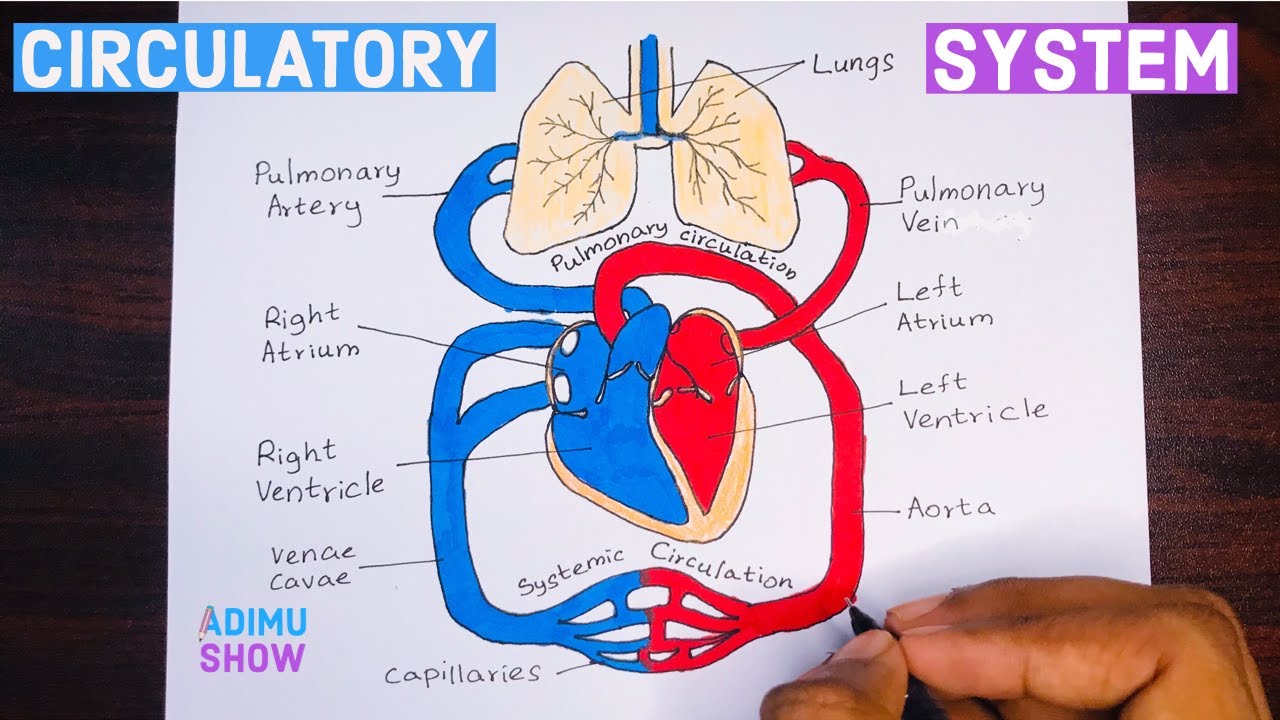 human circulatory system diagram labeled basic