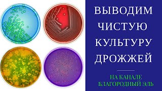 видео: Выращивание чистой культуры пивных дрожжей в домашних условиях. Повторное использование дрожжей. картинка: Выращивание чистой культуры пивных дрожжей в домашних условиях. Повторное использование дрожжей.