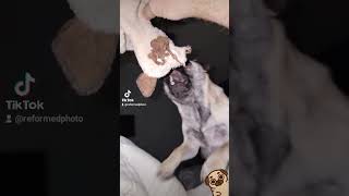 That growl though! #pug #puglife #pugs #attack