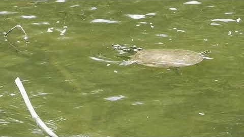 Giant Spiny Soft Shell Turtle swims Free Fishing Video on  Species  by WillCFish Tips and Tricks.
