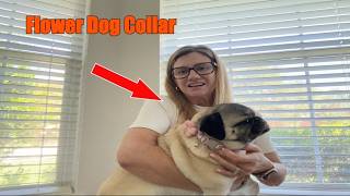 Cute Flower Dog Collar Review: Perfect for Small & Medium Girl Dogs