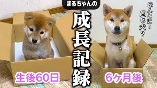 【成長記録】手のひらサイズだった子犬が別人級の柴犬になる「生後2ヶ月〜6ヶ月」の記録を公開します