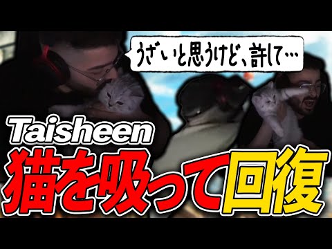 新家族、猫のSticky！日々の疲れを猫を吸って癒すTaisheen(笑)【Apex Legends / エーペックス  / 日本語字幕】