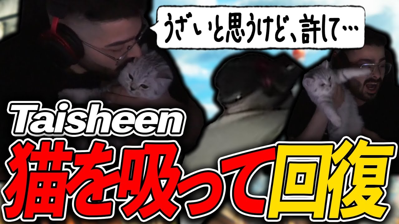 新家族、猫のSticky!日々の疲れを猫を吸って癒すTaisheen(笑)【Apex Legends / エーペックス / 日本語字幕】