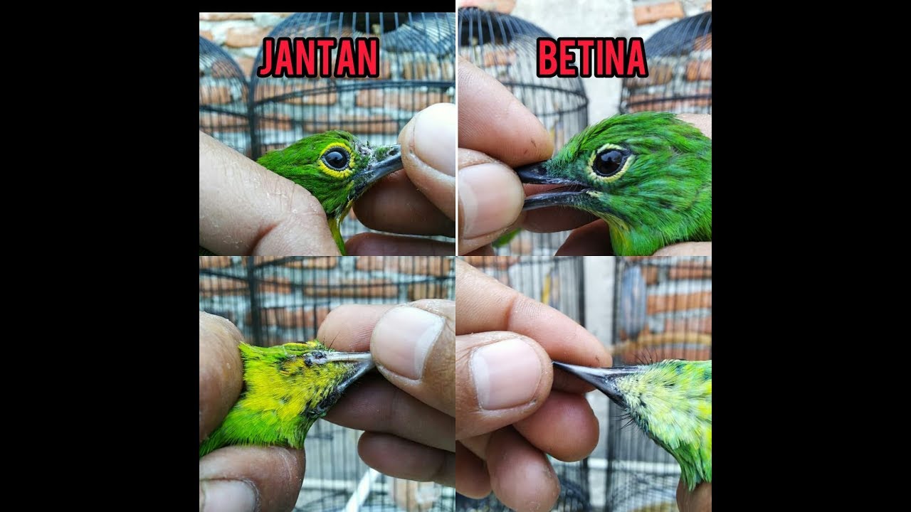 Cucak Ijo Anakan Jantan