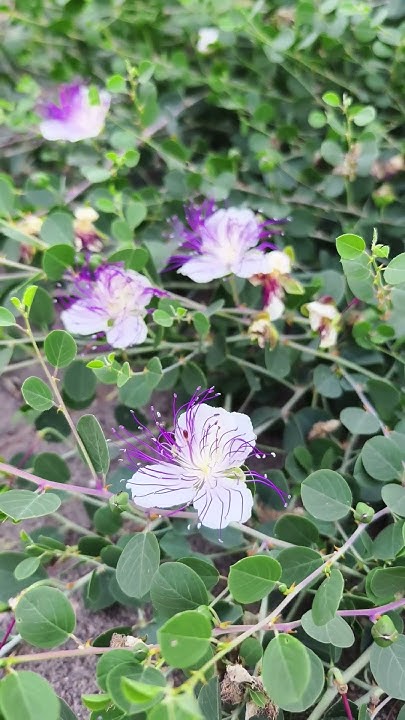 Что это цветет? Каперсы колючие #israel #flowers #цветы #garden - YouTube