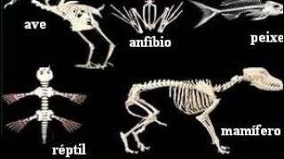 Vertebrate animals: mammals, birds, reptiles, fish, and amphibians.