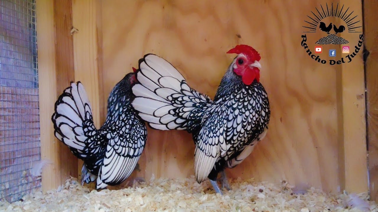 شاهد مزرعة الدجاج الاسباني النادر