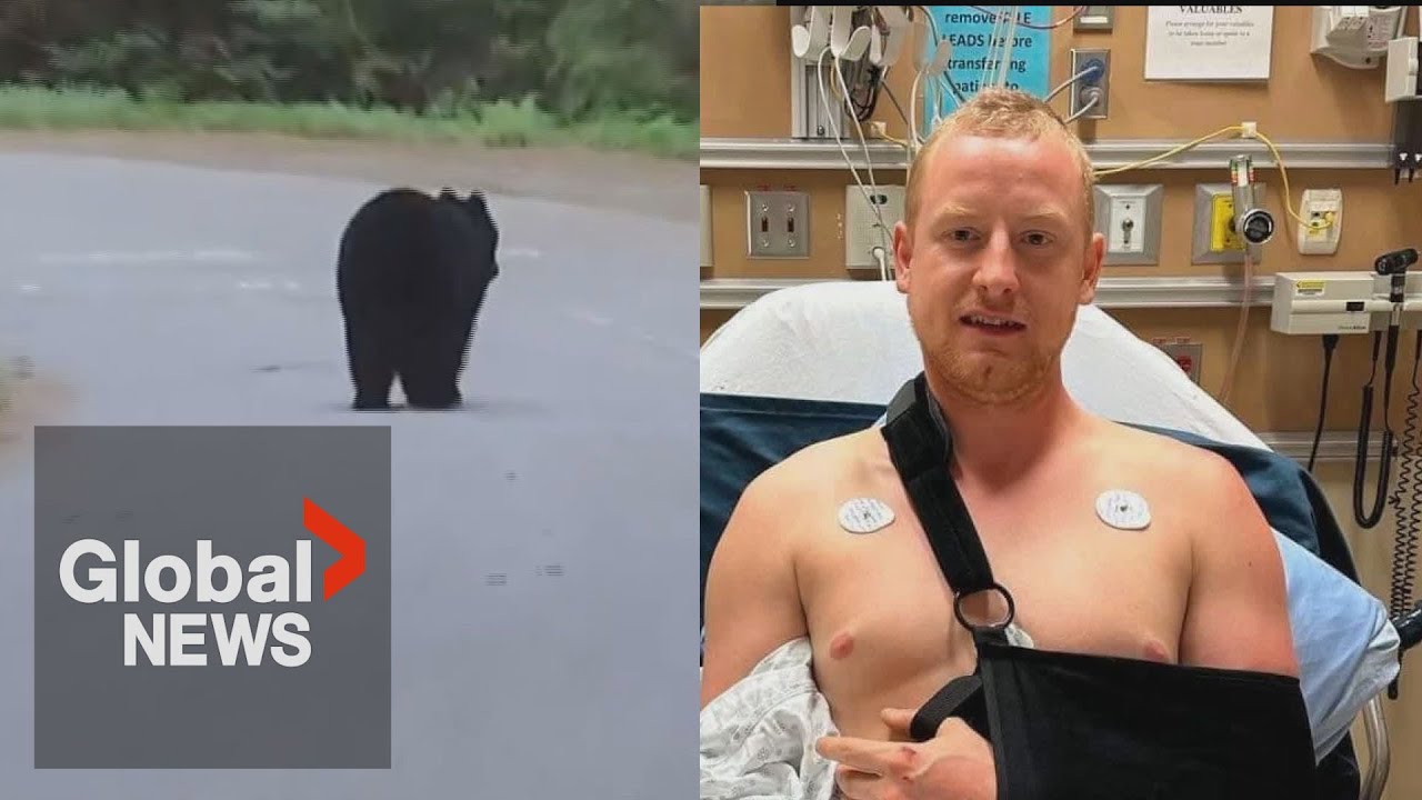Cyclist seriously injured after colliding with bear: "It all happened ...