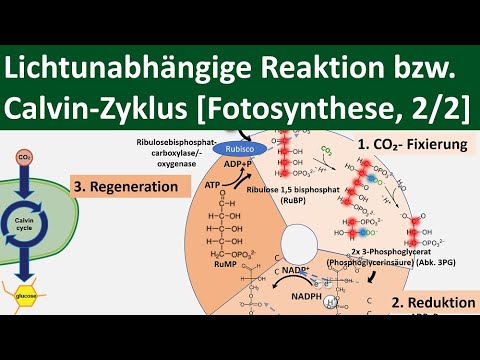 Lichtunabhängige Reaktion / Calvin-Zyklus / Dunkelreaktion [Fotosynthese, 2/2] -[Biologie,Oberstufe]