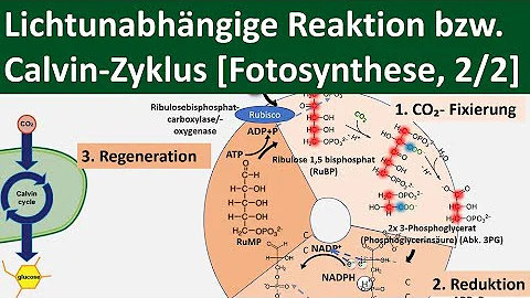 Wie oft muss der Calvin-Zyklus durchlaufen werden?