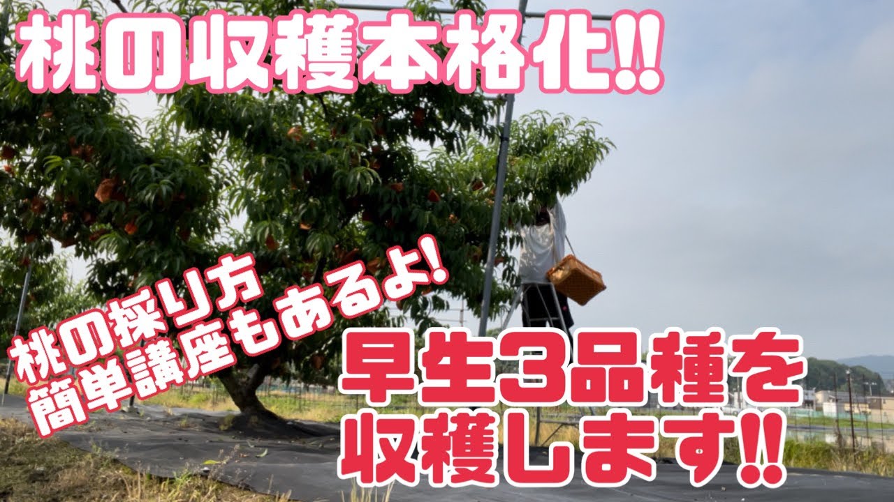 ♯321【桃の採り方講座も】早生品種が収穫期！桃シーズンも本格化です